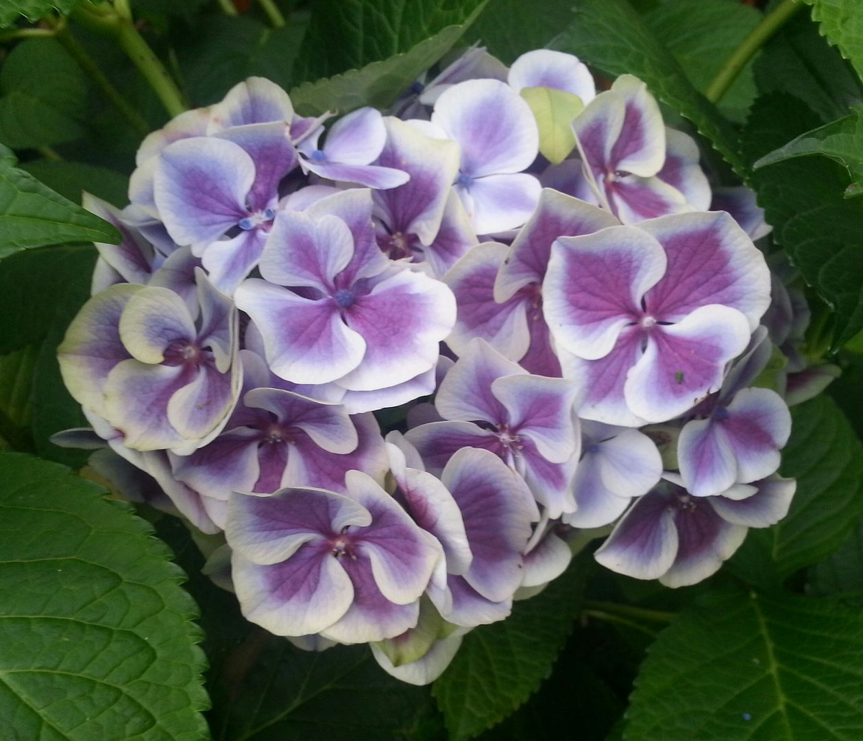  photo 20140720_101722-1_zps3zm2uv8g.jpg